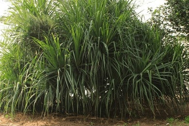 Ketak / Scre pine (Pandanus odorotissimus)