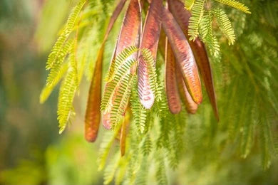 Khadira, Black Catechu (Acacia Catechu)