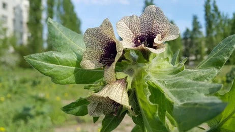 Khurasani Ajwain, Black Henbane (Hyoscyamus niger)