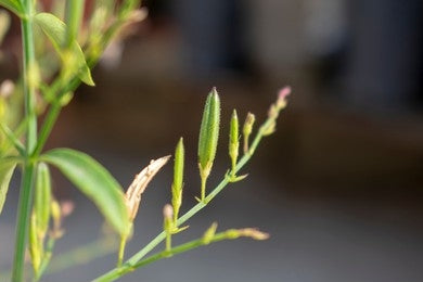 Kiratatikta, Chirayata (Swertia chirata)
