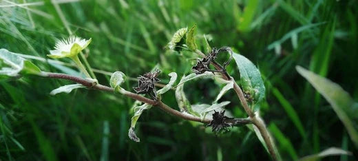 Kshavak / Sneezewort (Centipeda Minima)