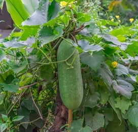 Kushmanda, Winter Melon (Benincasa Hispida)