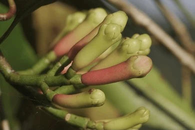 Lavanga, Clove (Syzygium aromaticum)