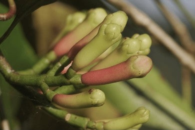 Lavanga, Clove (Syzygium aromaticum)