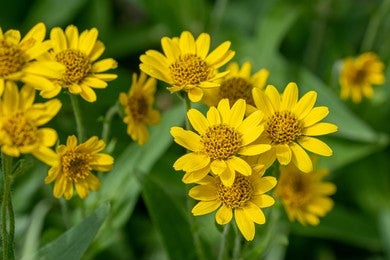 Leopard's Bane (Arnica montana)