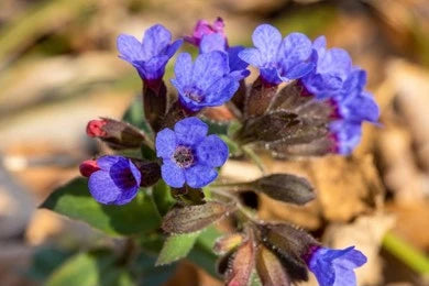 Lungwort (Pulmonaria Officinalis)