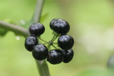 Makoy (Solanum nigrum)