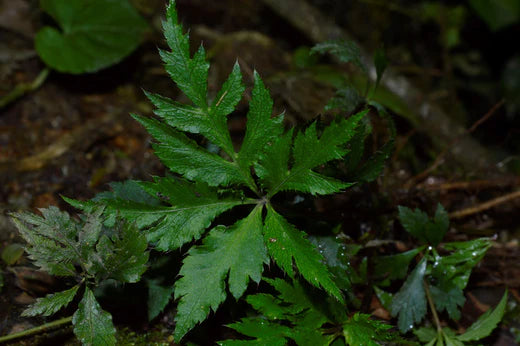 Mameera / Golden Thread Herb (Coptis Teeta)