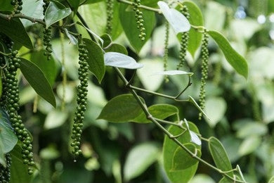 Maricha, Black Pepper (Piper nigrum)