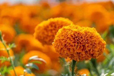 Marigold (Tagetes erecta)