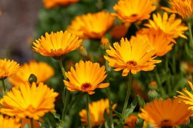 Marigold (Calendula Officinalis)