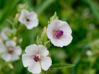 Marshmallow (Althaea Officinalis)