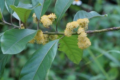 Medasaka / Common Tallow Laurifolia (Litsea Glutinosa)