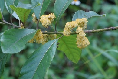 Medasaka / Common Tallow Laurifolia (Litsea Glutinosa)