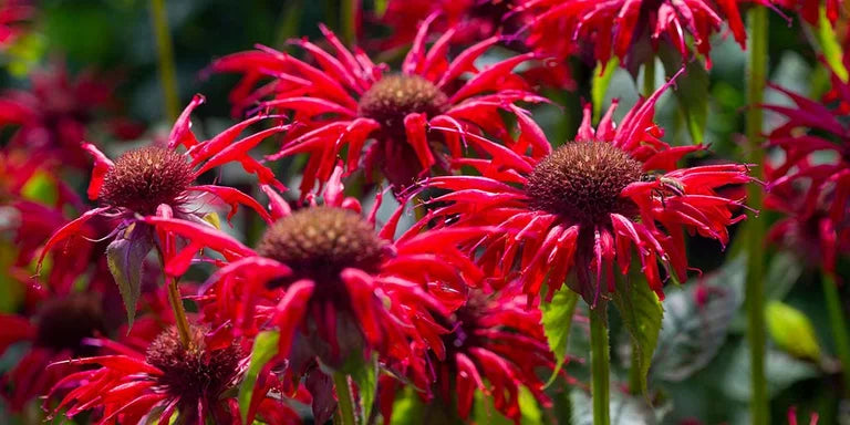 Bee Balm (Monarda): Benefits, Uses & How to Grow