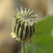 Nagabala, Snake Mallow (Sida Veronicaefolia)