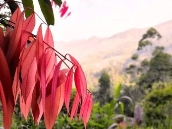 Nagkesar, Ceylon Ironwood (Mesua ferrea)