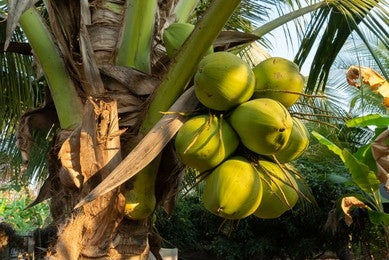 Narikel / Coconut (Cocos Nucifera)