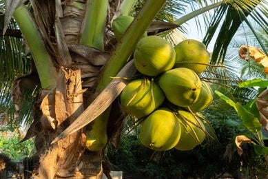Narikel / Coconut (Cocos Nucifera)