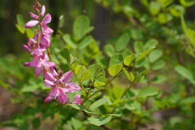 Neelini / Indigo / Indigofera Tinctoria