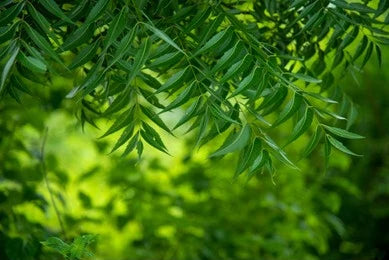 Neem, Indian Lilac (Azadirachta indica)