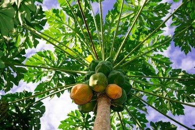 Papita (Carica papaya)
