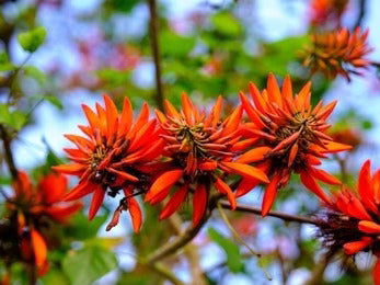 Paribhadra / Indian Coral Tree (Erythrina Variegata)