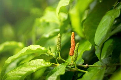 Pippali, Long pepper (Piper longum)