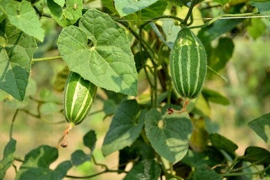Patola / Pointed Gourd (Trichosanthes dioica)