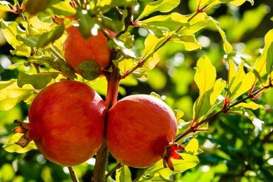 Pomegranate (Punica Granatum)