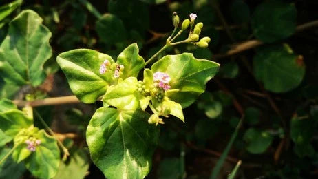 Punarnava (Boerhavia Diffusa) Plant/Herb