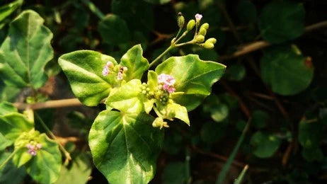 Punarnava (Boerhavia Diffusa)