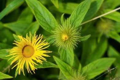 Pushkarmool (Inula Racemosa)