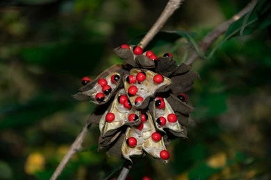 Rosary Pea (Abrus precatorius)