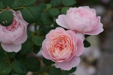 Rose (Rosa centifolia)