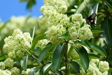 Saptaparna, White cheesewood (Alstonia scholaris)