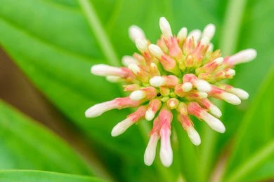 Sarpagandha (Rauwolfia serpentina)