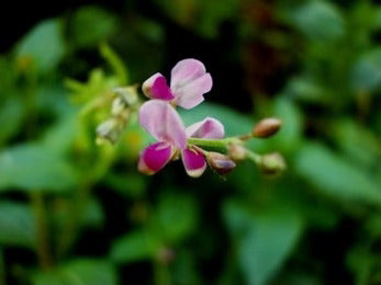 Shalparni (Desmodium gangeticum)