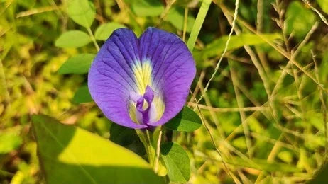 Shankhpushpi (Convolvulus Pluricaulis) Herb