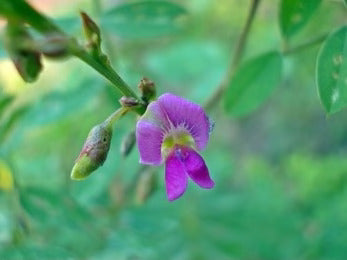 Sharpunkha (Tephrosia Purpurea)