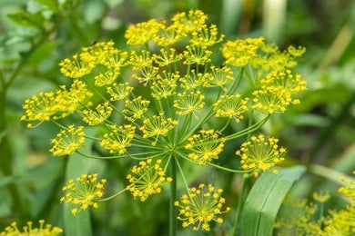 Shatapushpa, Dill Seeds (Anethum Graveolens)