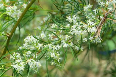 Shatavari (Asparagus racemosus)