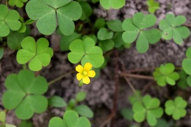 Changeri / Oxalis corniculata