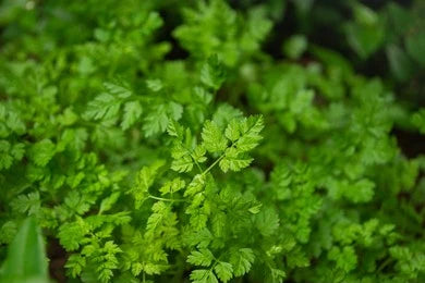 Chervil / Anthriscus Cerefolium