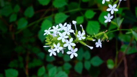 Chitrak / Plumbago zeylanica