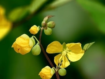 Coffee Senna / Cassia occidentalis