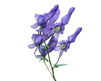 Atis, Ativisha (Aconitum Heterophyllum)