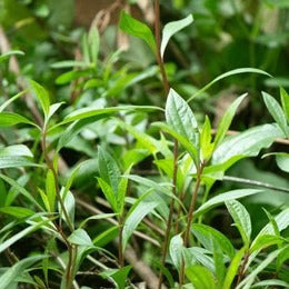 Ayapan (Eupatorium Triplinerve)