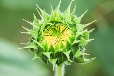 Atibala / Country mallow / Abutilon Indicum