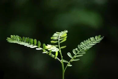A clear and wide view of Bhumi Amla (Phyllanthus niruri) herb or plant